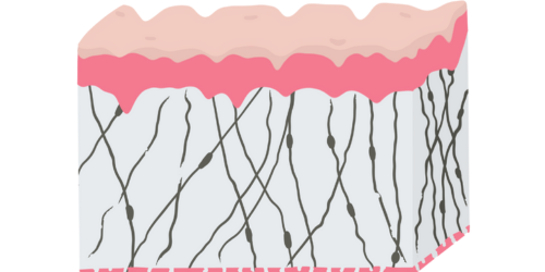Image showing collagen 