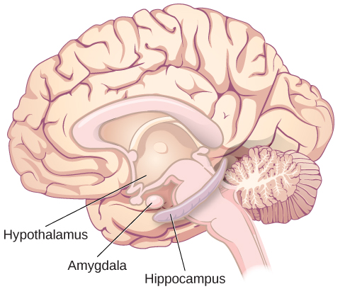 Parts of the brain that drives emotional eating: hypothalamus and amygdala