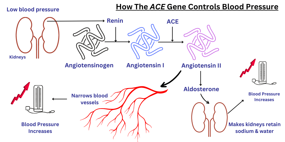 Diagram demonstrating how the ACE gene regulates blood pressure.