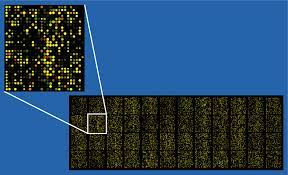 Image of a DNA microarray chip