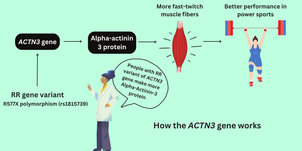 How does the ACTN3 gene work?