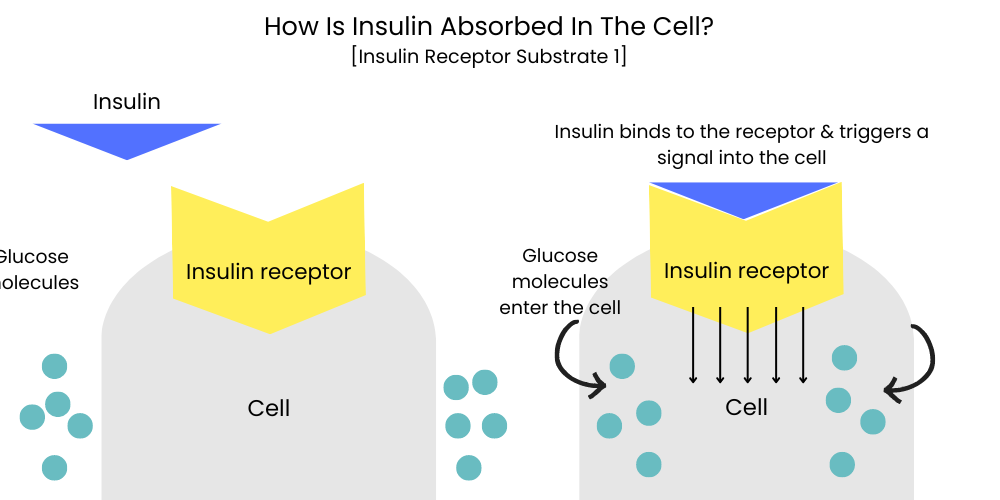 How is insulin absorbed in your body?
