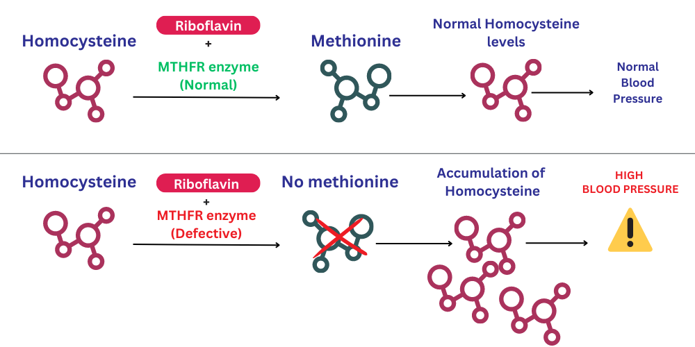 Riboflavin and blood pressure. Regulation of homocysteine levels by mthfr gene
