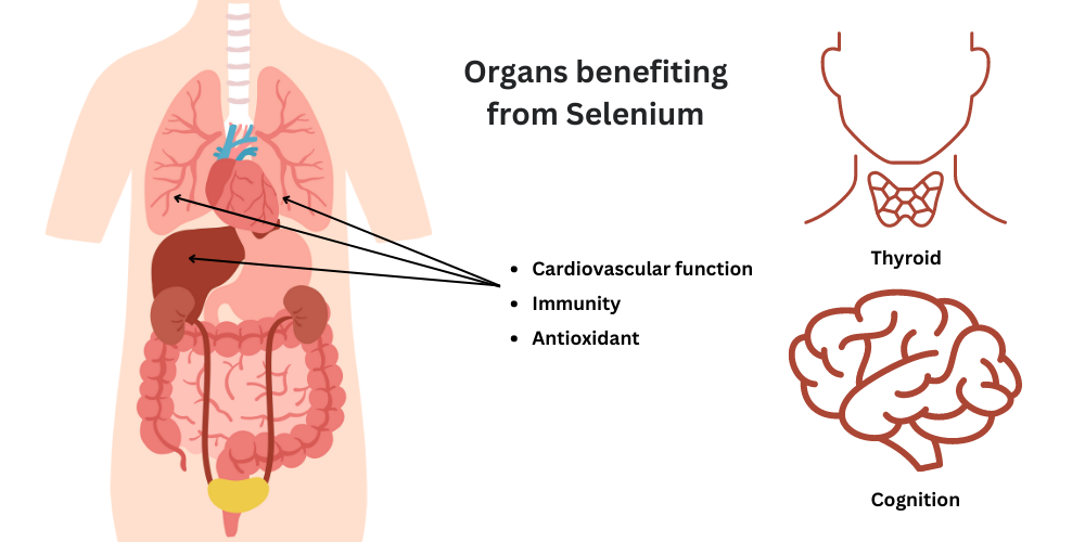 Infographic showing all the different organs and organ systems that depend on selenium