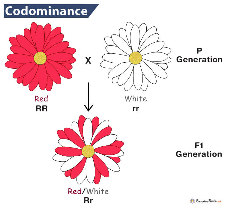 Infographic demonstrating Codominant inheritance