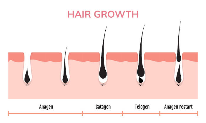 The different stages of hair growth. 23andme bald spot report.