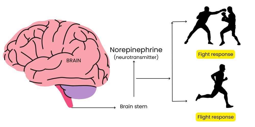 Effect of norepinephrine on warrior vs worrier personality